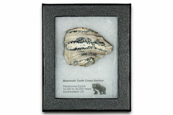 Mammoth Molar Slice With Case - South Carolina #335134